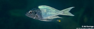 Ophthalmotilapia ventralis 'Mzwema'.jpg