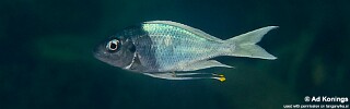 Ophthalmotilapia ventralis 'Nzwema'.jpg