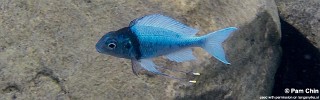 Ophthalmotilapia ventralis 'Tongwa'.jpg