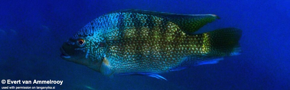 Oreochromis tanganicae 'Mkuyu Point'