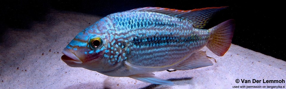 Oreochromis tanganicae (unknown locality)