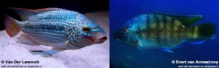 Oreochromis