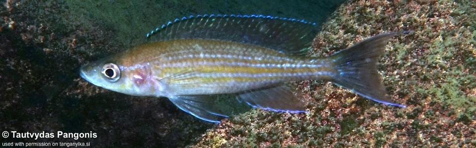 Paracyprichromis brieni 'Kabwe Nsolo'