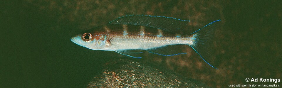 Paracyprichromis brieni 'Kampemba Point'