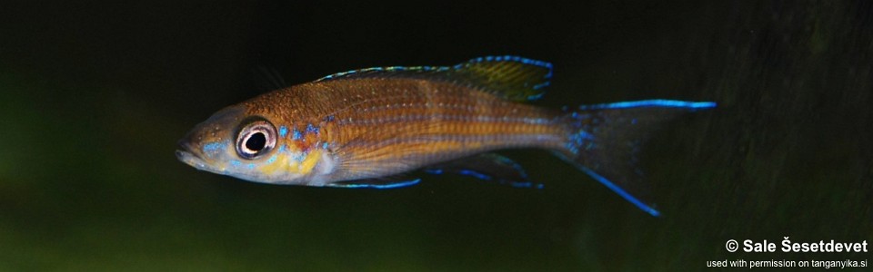 Paracyprichromis brieni 'Lusingu'