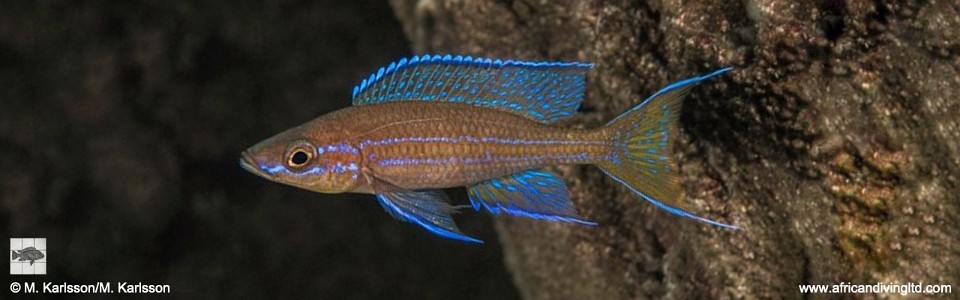 Paracyprichromis nigripinnis 'Fulwe Rocks'