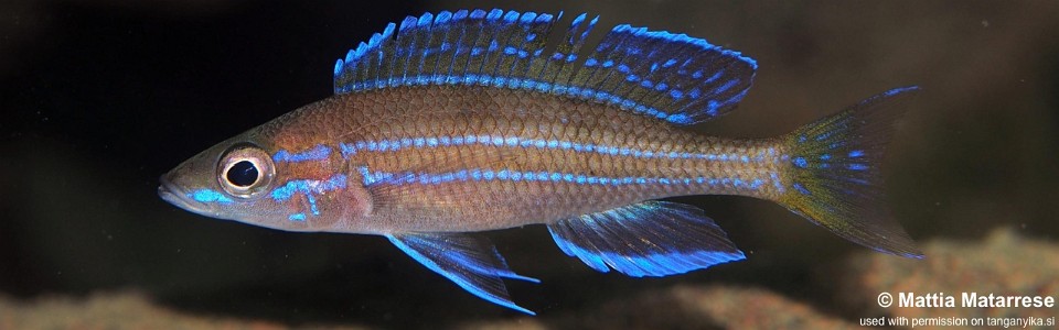 Paracyprichromis cf. nigripinnis 'Jakobsen's Beach'