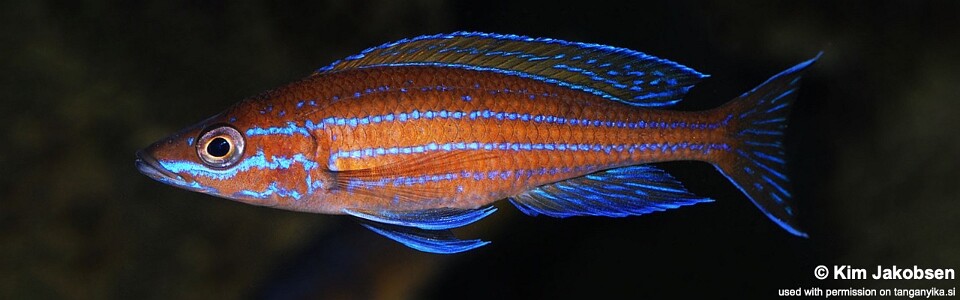 Paracyprichromis nigripinnis (unknown locality)<br><font color=gray>Blue Neon</font>