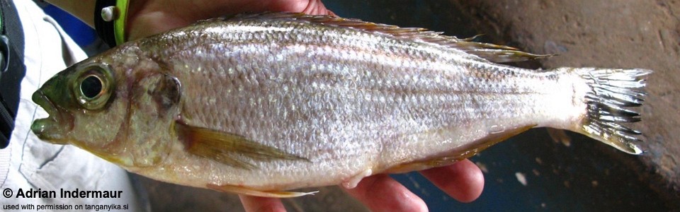 Perissodus eccentricus (Mpulungu market)