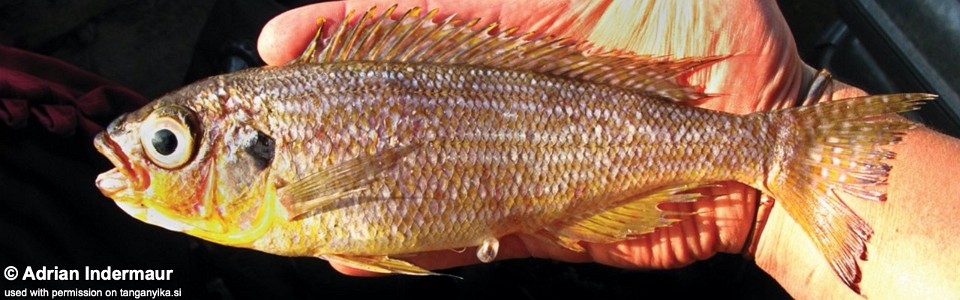 Perissodus elaviae 'Cape Nambeyeye'<br><font color=gray>Plecodus elaviae 'Cape Nambeyeye'</font>