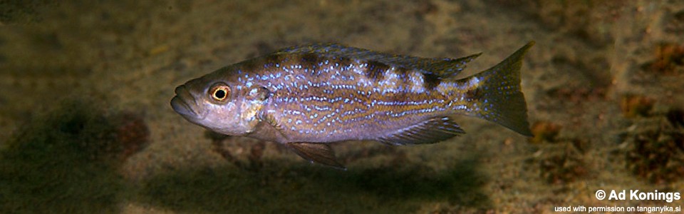 Perissodus cf. microlepis 'Kombe'