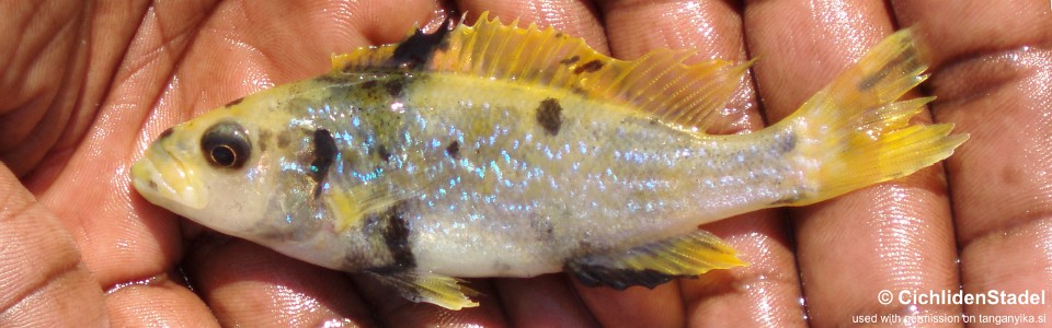 Perissodus microlepis 'Isanga Bay' (Kushangaza)