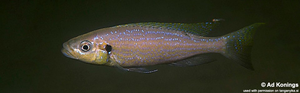 Perissodus microlepis 'Isanga'