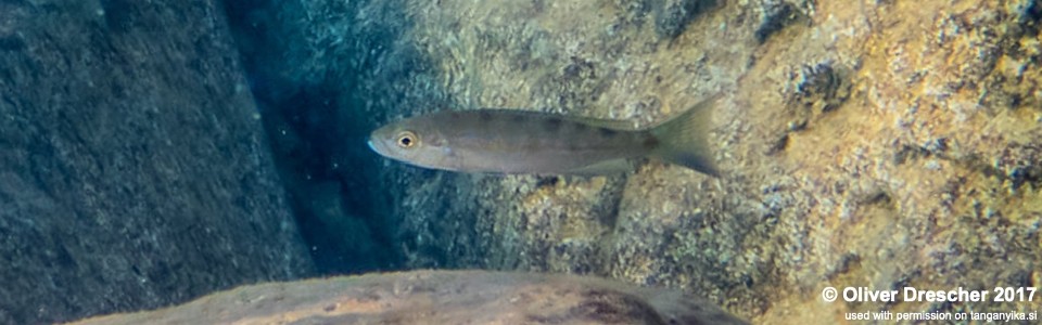 Perissodus microlepis 'Jakobsen's Beach'