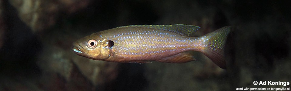 Perissodus microlepis 'Kipili'