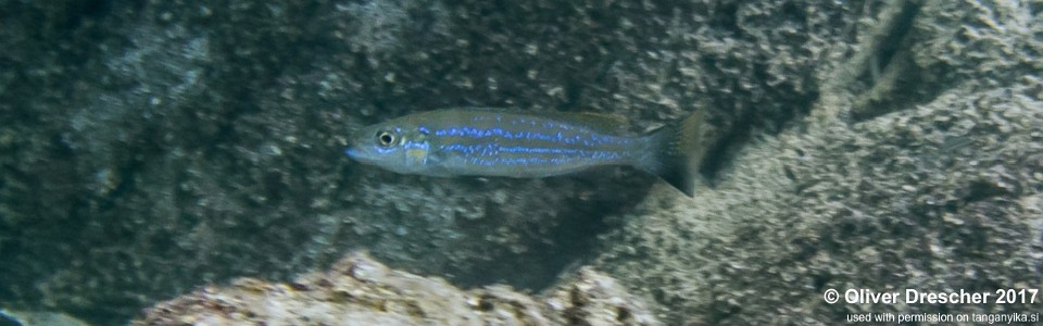 Perissodus microlepis 'Mawimbi'