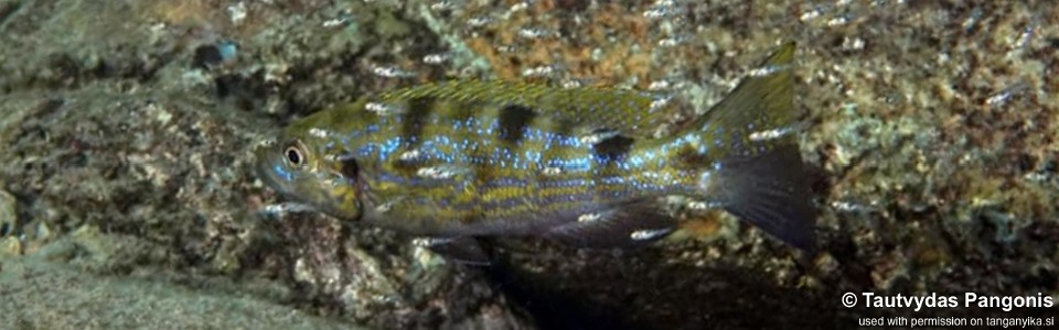 Perissodus microlepis 'Tongwa'