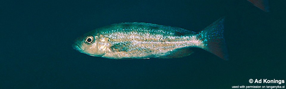 Perissodus microlepis 'Ulwile Island'