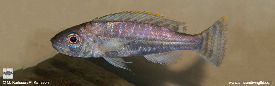 Perissodus multidentatus 'Kansombo Banks'<br><font color=gray>Plecodus multidentatus 'Kansombo Banks'</font>