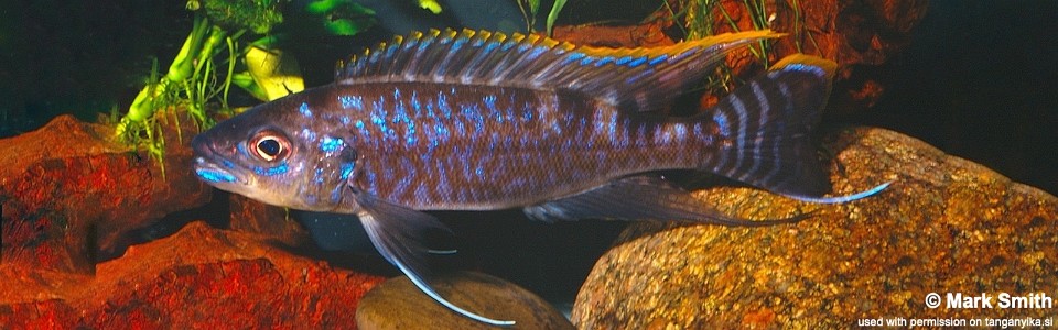 Perissodus multidentatu (unknown locality)<br><font color=gray>Plecodus multidentatus (unknown locality)</font>