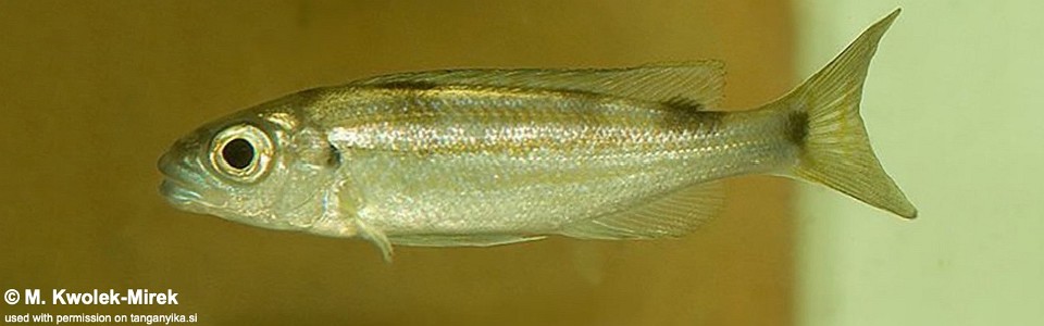 Perissodus paradoxus 'Chituta Bay'<br><font color=gray>Plecodus paradoxus 'Chituta Bay'</font>