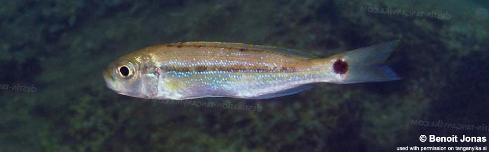 Perissodus paradoxus 'Halembe'<br><font color=gray>Plecodus paradoxus 'Halembe'</font>