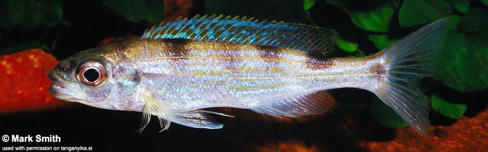 Perissodus paradoxus (unknown locality)<br><font color=gray>Plecodus paradoxus (unknown locality)</font>