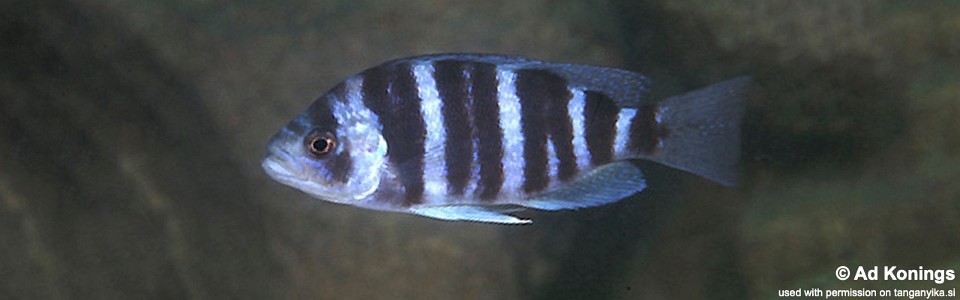 Perissodus straeleni 'Chituta Bay'<br><font color=gray>Plecodus straeleni 'Chituta Bay'</font>