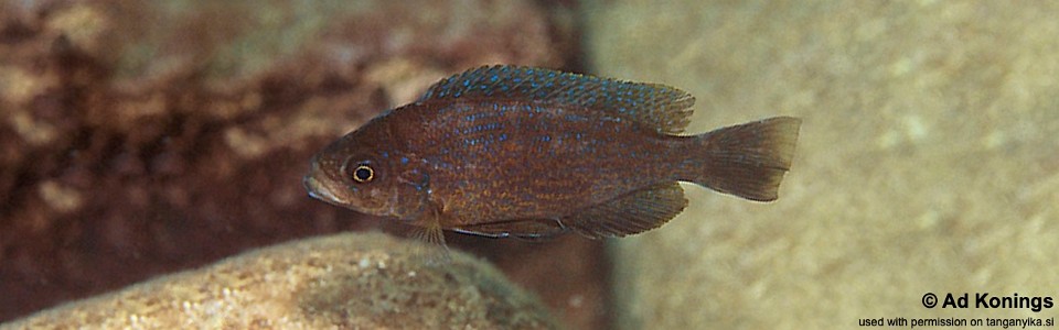 Perissodus straeleni 'Kambwimba'<br><font color=gray>Plecodus straeleni 'Kambwimba'</font>