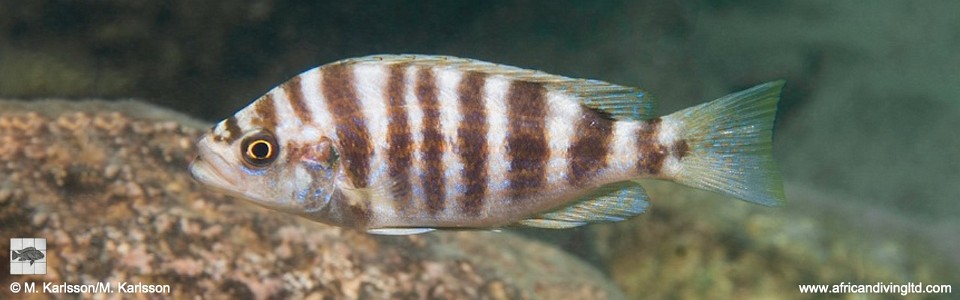 Perissodus straeleni 'Kampemba Point'<br><font color=gray>Plecodus straeleni 'Kampemba Point'</font>