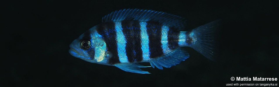 Perissodus straeleni 'Nausigili Island'<br><font color=gray>Plecodus straeleni 'Nausigili Island'</font>