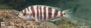 Perissodus straeleni 'Kampemba Point'.jpg