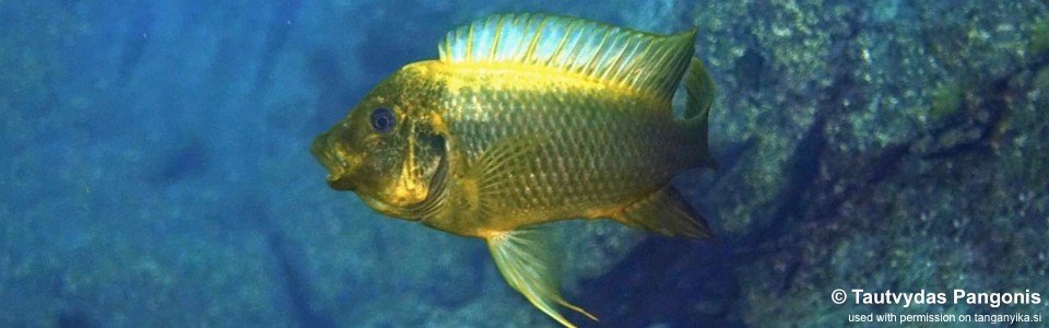 Petrochromis ephippium 'Bondola Bay'<br><font color=gray>Moshi Yellow</font>