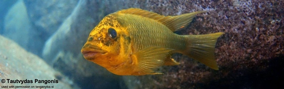 Petrochromis ephippium 'Katondo'<br><font color=gray>Moshi Yellow</font>