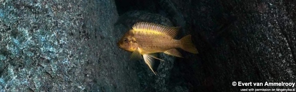 Petrochromis ephippium 'Kekese'