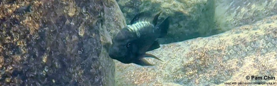 Petrochromis ephippium 'Lupita Island'