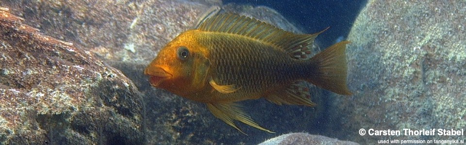 Petrochromis ephippium 'Mahale Mountains NP'<br><font color=gray>Moshi Yellow</font>