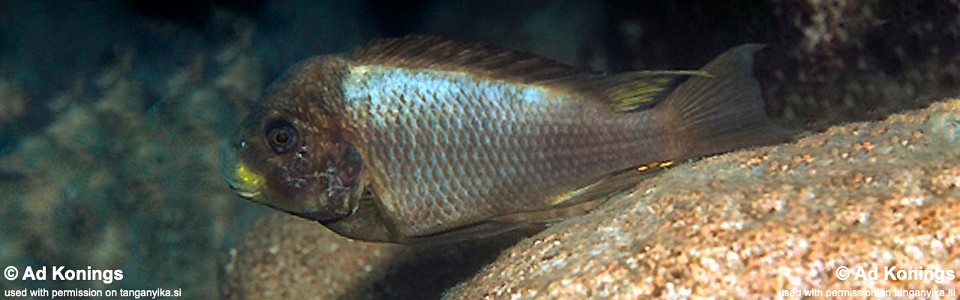 Petrochromis ephippium 'Ulwile Island'