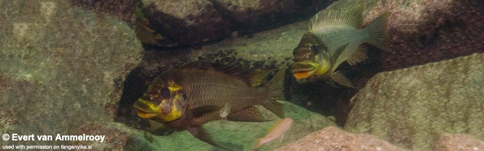 Petrochromis ephippium (Zambia)