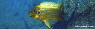 Petrochromis ephippium 'Bondola Bay'.jpg