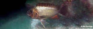 Petrochromis ephippium 'Kala'.jpg