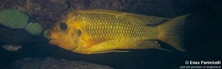 Petrochromis ephippium 'Lumbye Bay'.jpg