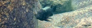 Petrochromis ephippium 'Lupita Island'.jpg