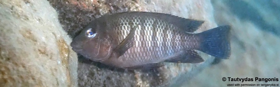 Petrochromis famula 'Bulu Point'