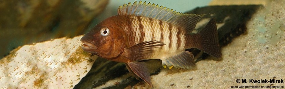 Petrochromis famula 'Cameron Bay'