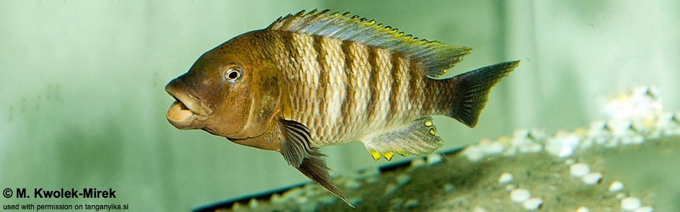 Petrochromis famula 'Katete'