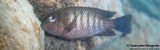 Petrochromis famula 'Bulu Point'.jpg