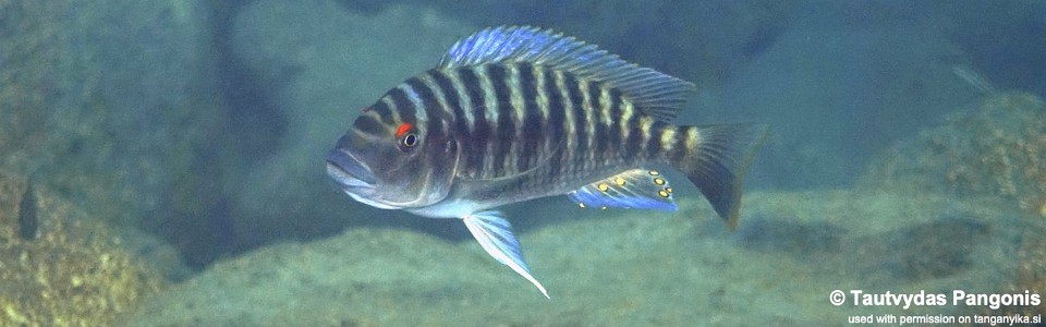 Petrochromis fasciolatus 'Bondola Bay'