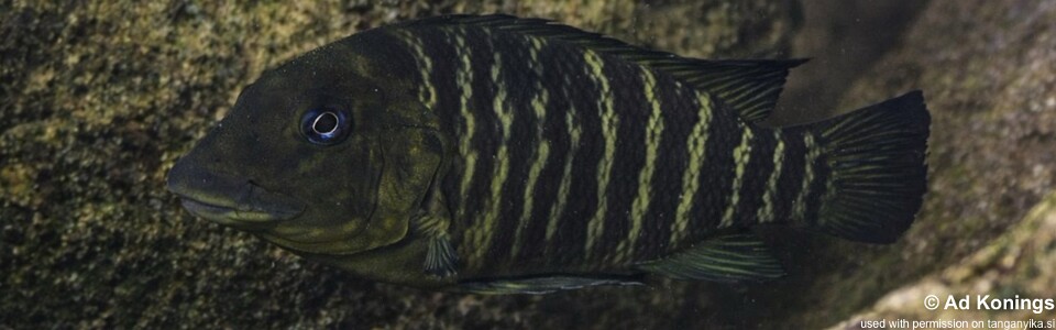 Petrochromis macrognathus 'Kibige Island'