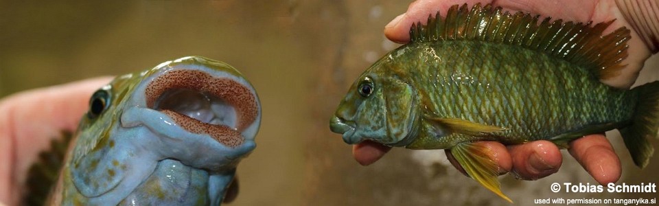 Petrochromis macrognathus 'Kitumba'